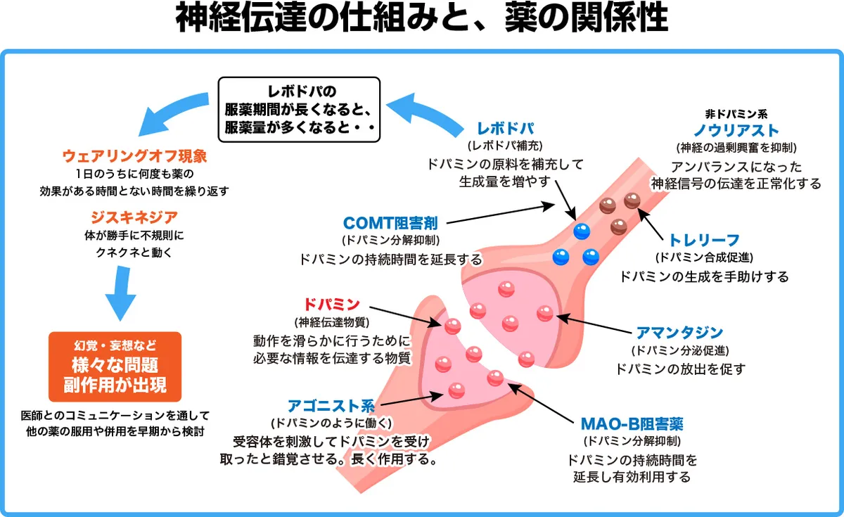 神経伝達の仕組みと薬の関係性
